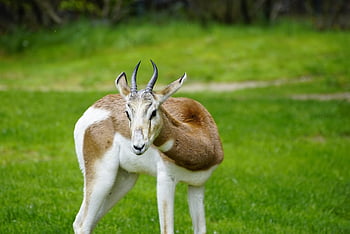 gazelle, animal, african, mhorrgazelle