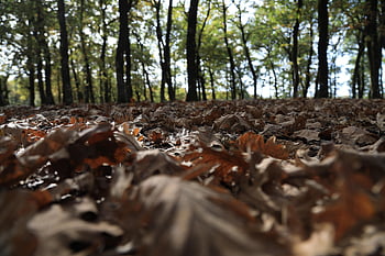nature, autumn, forest, trees, fall, season, outdoors, woods, wilderness, sky, landscape
