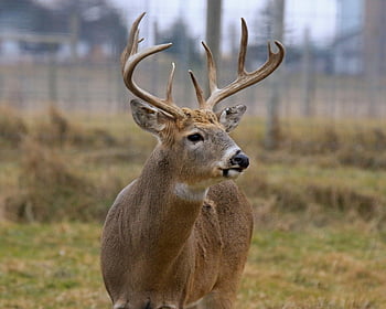 Peura, pukki, whitetail deer, sarvet, whitetail, Uros, nisäkäs, eläimistö, palkinto