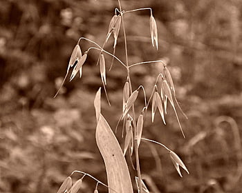 wheat, cereals, plant, grass, field, sepia, nature