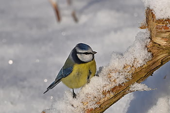 bird, blue Tit, snow, branch, tree, feed, park, cold, nature, winter