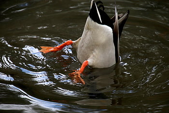 canard, oiseau, Lac, oiseau d'eau, sauvagine, la nature, faune