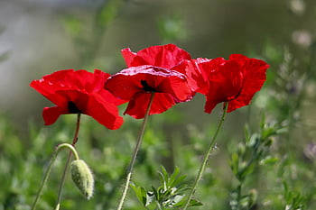 bunga poppy, opium jagung, bunga-bunga indah, padang rumput bunga, opium, bunga merah, latar belakang bunga, padang rumput, papaver rhoeas, wallpaper bunga, papaveraceae