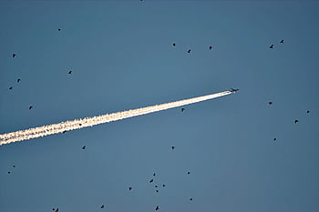 heaven, blue, birds, fly, plane, nature, but It's, condensation, landscape