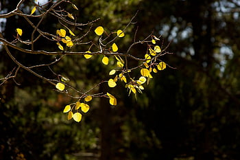 leaves, foliage, branches, trees, aspen, gold, fall, autumn, golden, season, nature