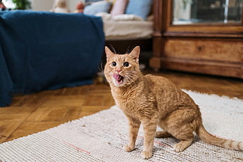 oranžová mourovatá kočka, jazyk ven, zázvor kočka, útulný pokoj, Hravá kočka, vnitřní kočka, roztomilá kočka, pet fotografování, fotografování zvířat, Domácí nastavení, chování domácího mazlíčka