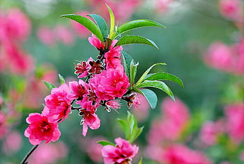 fiori rosa, Blossom rosa vibranti, Sfondo verde lussureggiante, bellezza primaverile, fiori ravvicinati, la bellezza della natura, fiori di primavera, foglie verdi, fotografia floreale, Blooms primaverili
