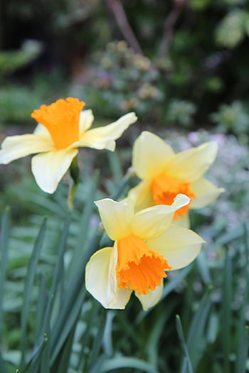 narcisy, narcis, Narcissus bi-colours, žárovky, jaro, Příroda, kvetoucí