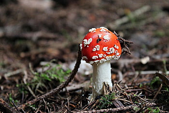 fly Agaric, mushroom, forest, red Mushroom, fly Amanita, amanita Muscaria, toadstool, fungus, forest Mushroom, forest Floor, nature