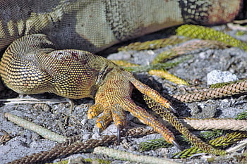 cakar, hidup, tajam, kadal, iguana, naga, merapatkan, penuh warna, bersisik hijau, bergelombang, sisik