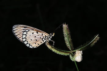insect, butterfly, pollination, entomology, nature, macro, bug, wings, wing, closeup, animal