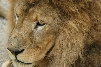 lion, predator, mane, masculine, carnivores, dangerous, wildcat, animal