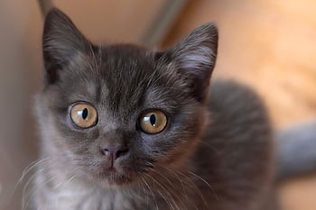 shorthair inggris, kucing, anak kucing, menghadapi, cambang, membelai, alam, kucing muda, hewan, kucing rumahan, licik