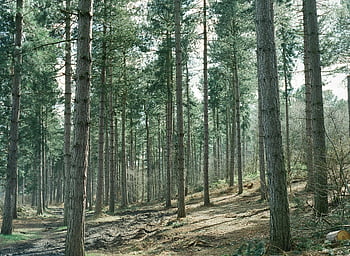 hutan hijau, hutan pinus, pohon yang tinggi, siang hari alami, pemandangan indah, Hutan yang tenang, lanskap luar ruangan, adegan hutan, fotografi alam, fotografi hutan, tanaman hijau