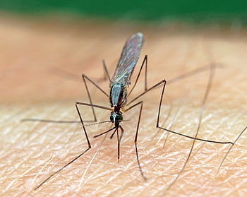 mosquito, anopheles, biting, nature, parasite, insect, biology, bite, animal, wildlife, skeeter