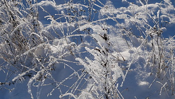 landscape, winter Sun, winter Picture, sweden, snow, sunshine, winter, solar, cool, frozen