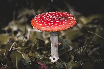toadstool, nature, forest, mushroom, poisonous, fall, dotted, poison, forest Mushroom, close Up, forest Floor