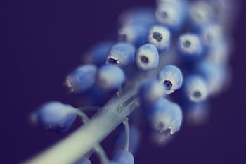 květ, hyacint, hroznů, Příroda, muscari, rostlina, modrý, makro, nachový, jaro, žárovka
