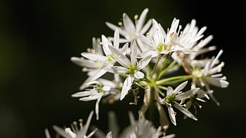 forest, flower, nature, spring, flower Background, flower Wallpaper, beautiful Flowers, wildflowers, white, bloom