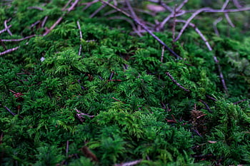 grün, wald, Γουόλντμποντεν, moos, dunkel, frühling, wachstum, δάσος, πράσινος, βρύο