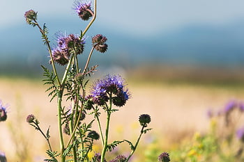 Phacelia, วอลล์เปเปอร์ดอกไม้, ดอก, เบ่งบาน, ทุ่งหญ้าเลี้ยงผึ้ง, ธรรมชาติ, เพื่อนผึ้ง, ดอกไม้กระจุก, พื้นหลังดอกไม้, Tufted สวย, ดอกไม้
