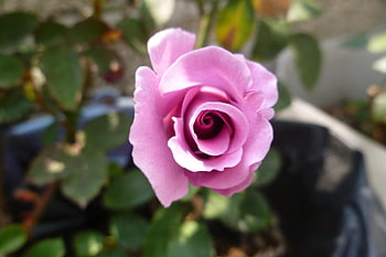 flowers, roses, rose Flower, plants, nature, garden, flower, yard, flower Wallpaper, spring, plant