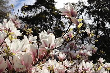 flowers, magnolia, petals, leaves, foliage, bloom, stem, plants, grass, flora, botany