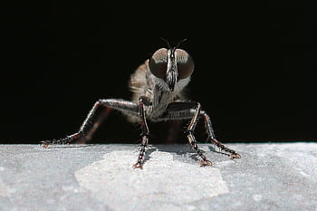 makroperspektivní, lupič létat, létat, hmyz, Příroda, makro, makro fotografie, detailní