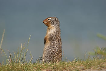 ground Squirrel, animal, wildlife, prairie Dog, richardson's Ground Squirrel, gopher, mammal, wild, wilderness, nature, richard Ground Squirrel