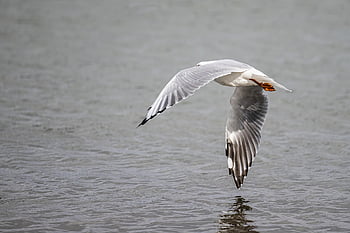 นกนางนวล, นก, เงินนางนวล, นางนวล, นกทะเล, Chroicocephalus Novaehollandiae, Laridae, ธรรมชาติ, ชมนก, นกวิทยา, ชาวออสเตรเลีย