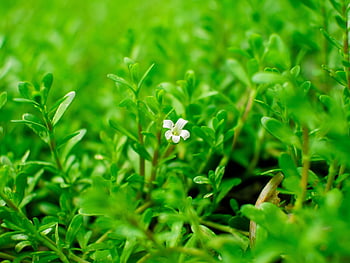 flower, flower Wallpaper, flower Background, beautiful Flowers, green, garden, summer, spring, nature, plant, daisy