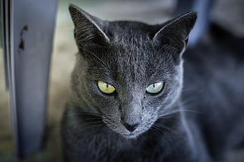 cat, nature, pet, feline, gray, eyes, animal, texture
