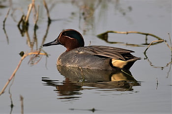 green Winged Teal, teal, bird, duck, lake, nature, feather, swimming, water, swim, freedom