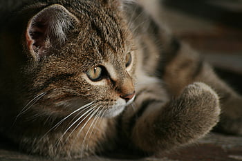 animale, viso, avvicinamento, gatto, felino, occhi, animale domestico, naso, barba, pelliccia, ritratto