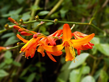 crocosmia crocosmiiflora, montbretia, zahradnický, květinové tapety, zahradnictví, květ, letní, květinové pozadí, oranžový, zahrada, řeka