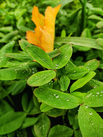 raindrops, plants, garden, nature, rain, rainy, petals, plant, yellow, forest