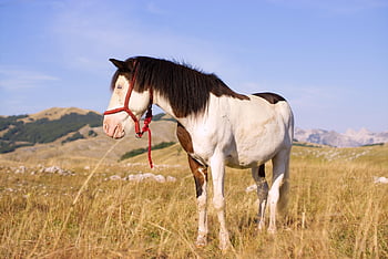 horse, nature, pasture, landscape, animals, mountains, national Park