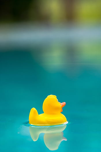 rubber Duck, rubber Duckie, pool, bath, swimming Pool, swimming, water, rubber, yellow Duck, yellow, fun