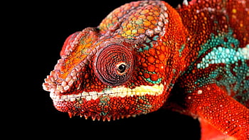 chameleon, reptile, lizard, exotic, head, animal, closeup, wildlife, watercolor, nature