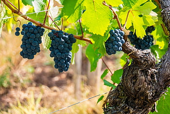 révy, hroznů, Odrůda hroznů, vinařství, vinice, víno, černé hroznové víno, Pinot noir, svazky, Alsasko
