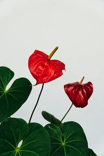 Flori roșii Anthurium, frunze verzi, Înfloriri roșii vibrante, frunze verzi luxuriante, fundal alb, frumusete naturala, fotografie aproape, Anthurium înflorește, fotografie florală, plante de interior, flori decorative