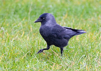uccello, animale, taccola, becco, uccello nero, uccello passeriforme, Taccola occidentale, Taccola eurasiatica, Taccola europea, natura, fauna