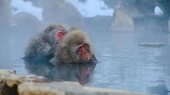 Japanese macaques, hot spring, Nagano, serene wildlife, partially submerged, water, monkeys, nature scene, winter landscape, relaxation, onsen