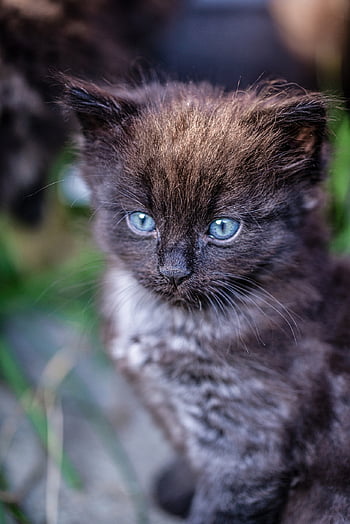 kucing, anak kucing, membelai, alam, kucing muda, hewan, kucing rumahan, licik, mamalia, imut, manis sekali