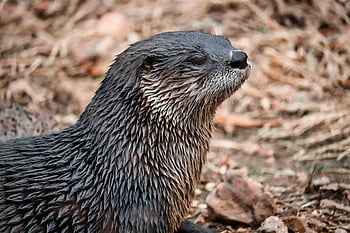 otter, animal, wildlife, nature, zoo, wilderness, face, aquarium, fur, autumn, cute