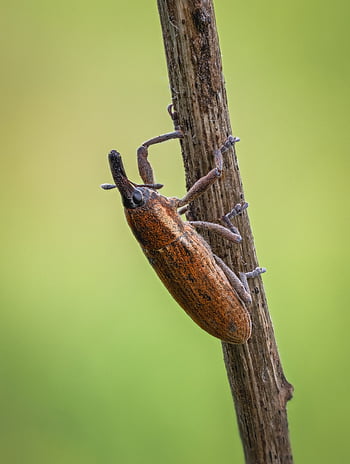 weevil, beetle, insect, nature, pest, wildlife, fauna