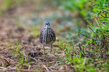 bird, nature, wildlife, avian, birdwatching, species, animal, ornithology, eye, beak