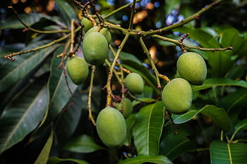 mangoes, fruits, food, agriculture, tree, fresh, healthy, nature, organic, ripe, leaves