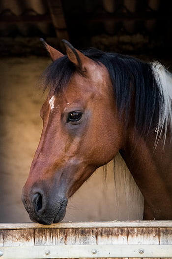 paard, dier, zoogdier, natuur, paarden, zadel paard, paard rijden, portret