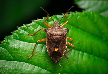 insect, nature, bug, close Up, beetle, macro, leaf Bug, entomology, leaf, wildlife, garden